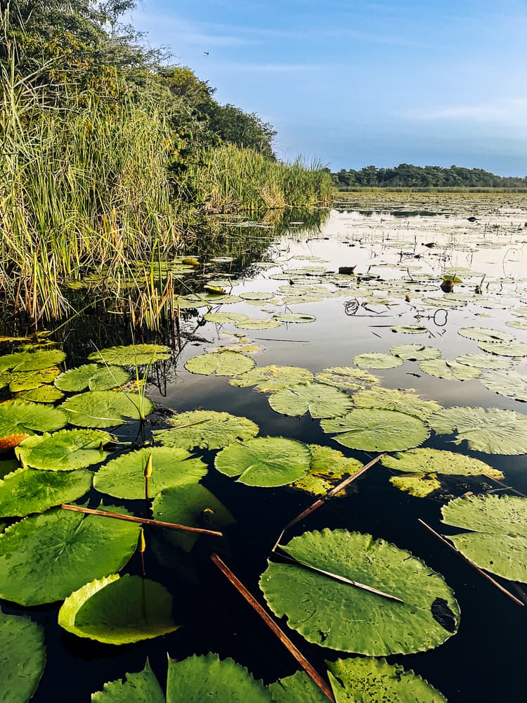 Biodiversity Preservation